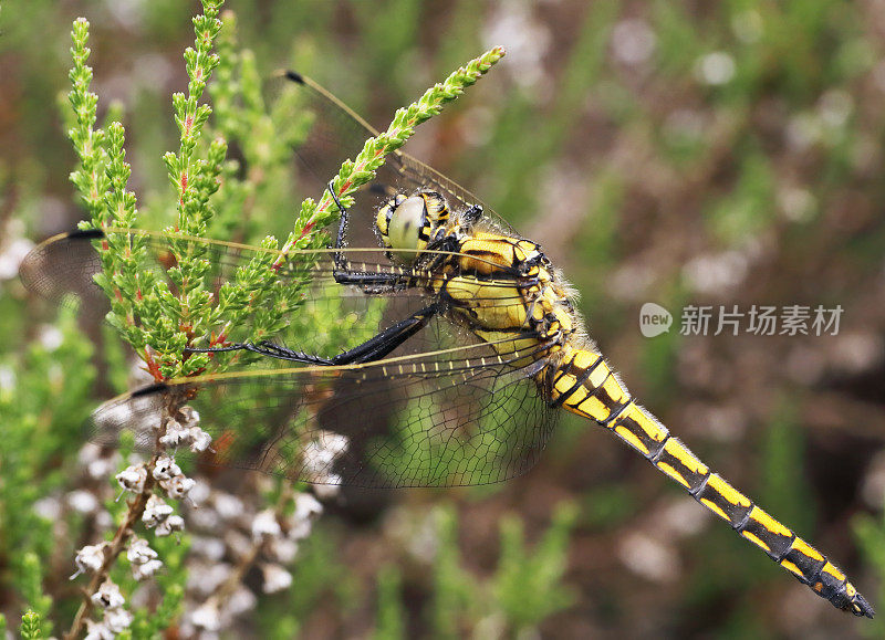 黑尾蜻蜓(Orthetrum cancellatum)雌